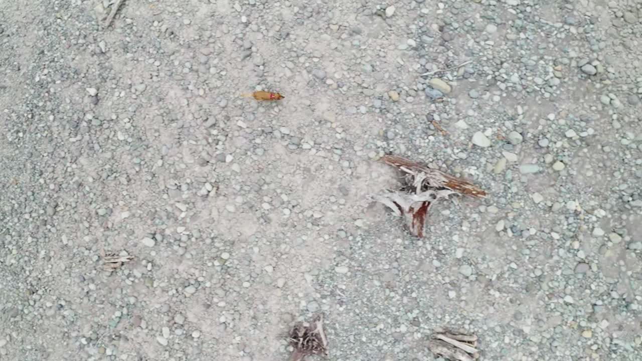 vista del perro golden retriever jugando a buscar en la orilla rocosa en el desierto