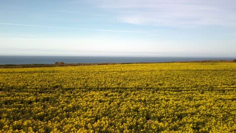 drone volando bajo sobre el campo de colza con el océano en el horizonte