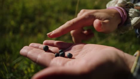 person touching foraged blue berries in hands