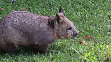 a wombat moves through grass, sniffing and exploring