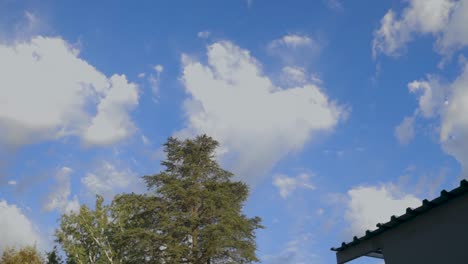 hyperlapse of trees and clouds during a summer