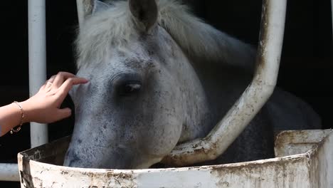 un caballo gris es sostenido por la cabeza por un visitante en una jaula de metal en un área de conservación de animales