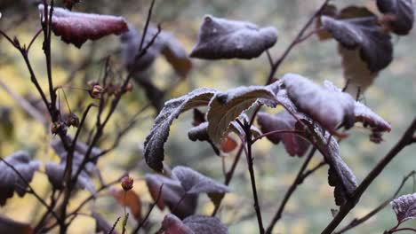 Eiskristalle-Auf-Rot-Gefärbten-Blättern