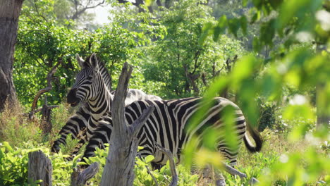 Afrikanische-Tierwelt-Mit-Zebras-Im-Schatten-Von-Büschen-Im-Moremi-Wildreservat,-Botswana