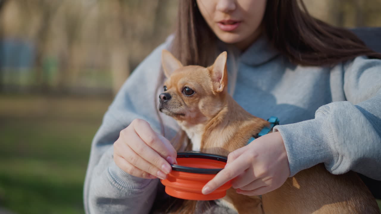 백인 여성이 야외에서 작은 강아지에게 물을 주고 있습니다. 한 사람이 야외 산책 중 유연한 그릇을 사용하여 음료를 제공하고, 여성은 산책 중 쉬고 있는 반려동물에게 물을 주기 위해 접을 수 있는 용기에 조심스럽게 물을 따르고 있습니다.