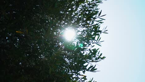 Centelleante-Círculo-Del-Sol,-Creciendo-Y-Contrayéndose-A-Través-De-Las-Ramas-De-Un-Olivo-Ondeando-En-El-Viento