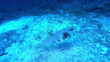 Estar-Solo-Es-Una-Vibra-Para-Los-Peces-También