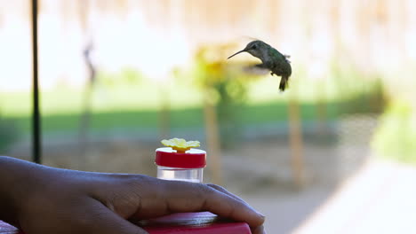 a female broad-tailed hummingbird drinks from a feeder on a man's hand