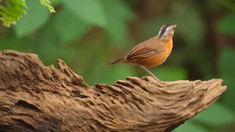 a javan black-capped babbler bird is eating fresh caterpillars on dry wood