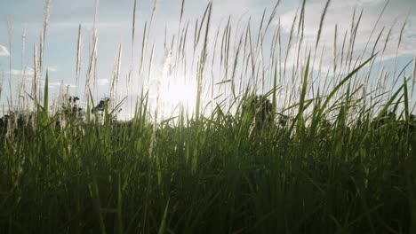 grass flowers blown in the wind and sunlight in nature is beautiful and soft