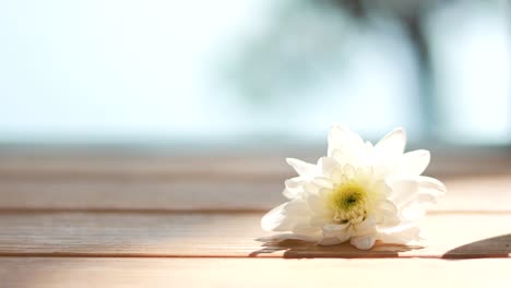 chrysanthemum flower resting on a wooden surface