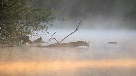 fog evaporating on lake in the early morning sun light with orange beam of light shining through