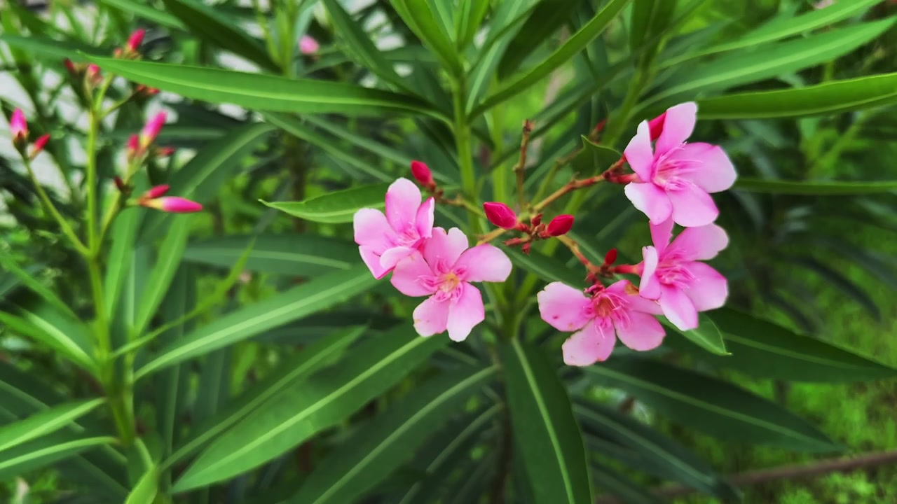 Fiori di oleandro rosa e fogliame sottile che ondeggiano dolcemente nella brezza, creando una tranquilla scena di giardino naturale.