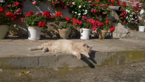 cat licks paws on a sunny day with red flowers background, slow motion