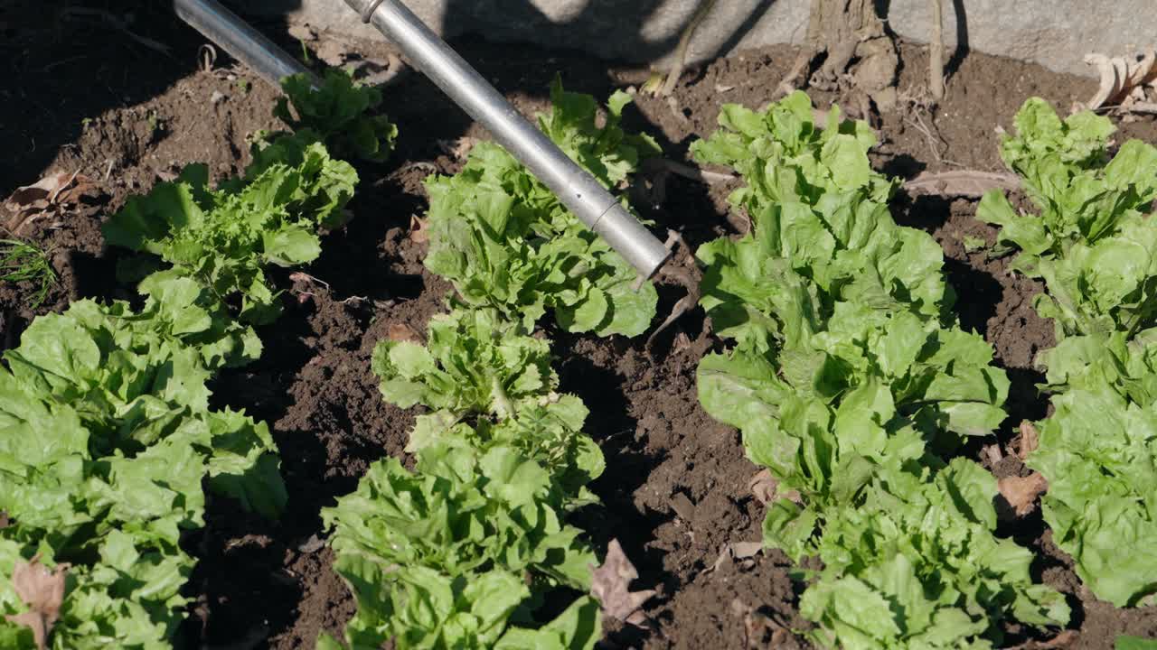 Garden hoe tilling soil between rows of lettuce in a sunny vegetable patch