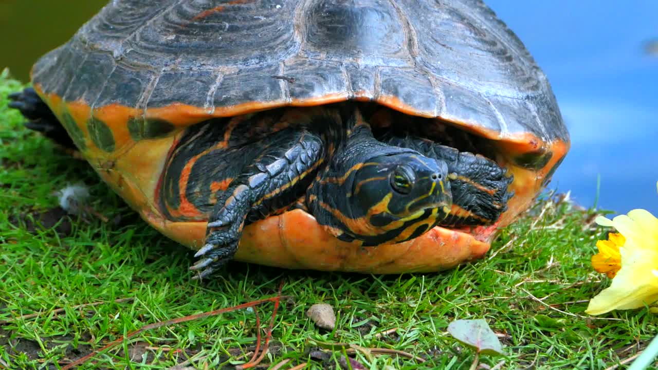 Red Slider Turtle Basks in Sun on edge of Pond