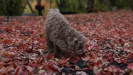 cute maltipoo puppy sniffing colorful autumn leaves - low level shot