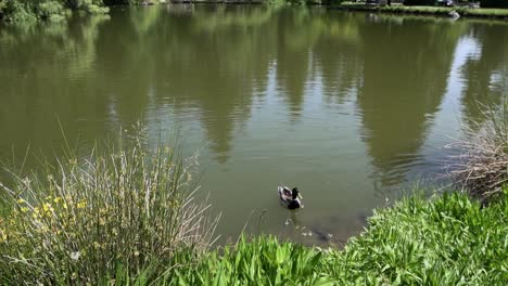 mallard duck in a pond