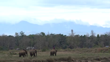 chitwan, nepal - february 4, 2022: some domesticated elephants going into the jungle to work