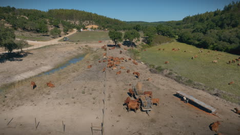 Luftaufnahme-Der-Landwirtschaftlichen-Kuhweide-In-Zeitlupe