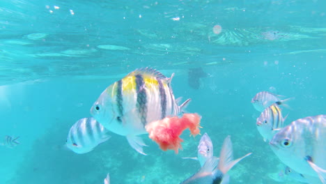 Hungry-tropical-fish-fighting-for-floating-piece-of-watermelon-in-sea