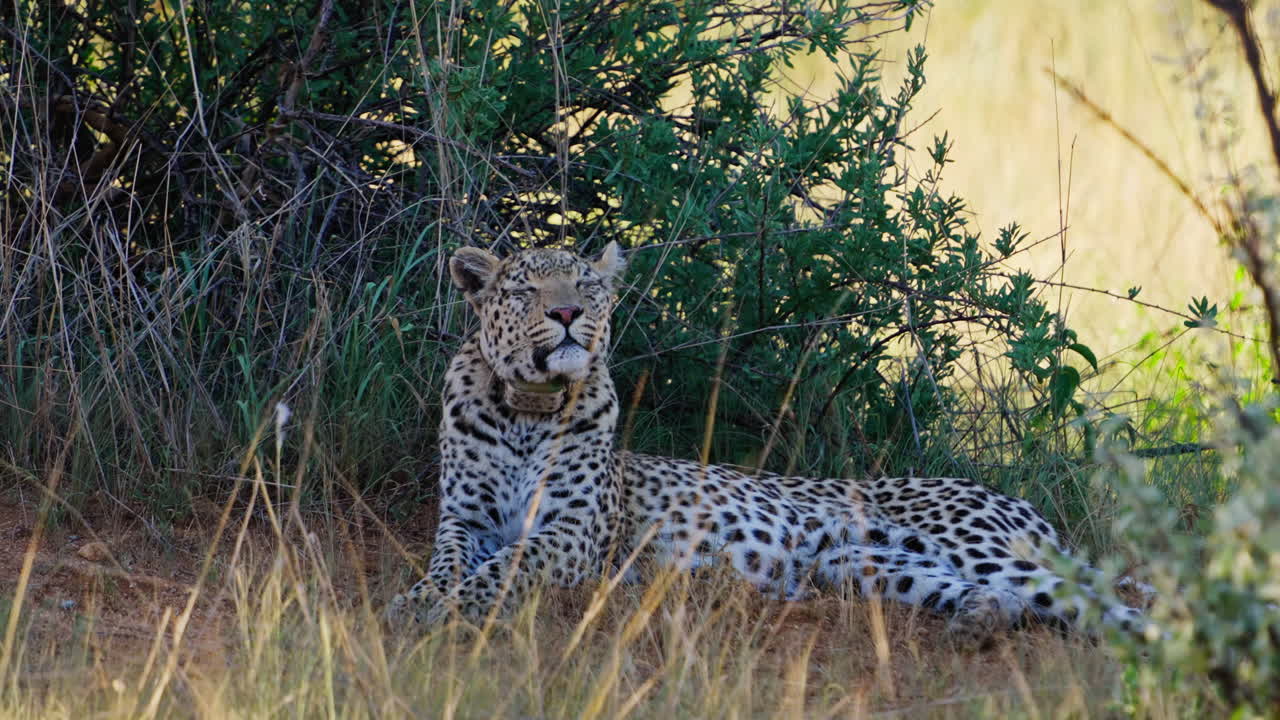 Leopard resting in the savanna