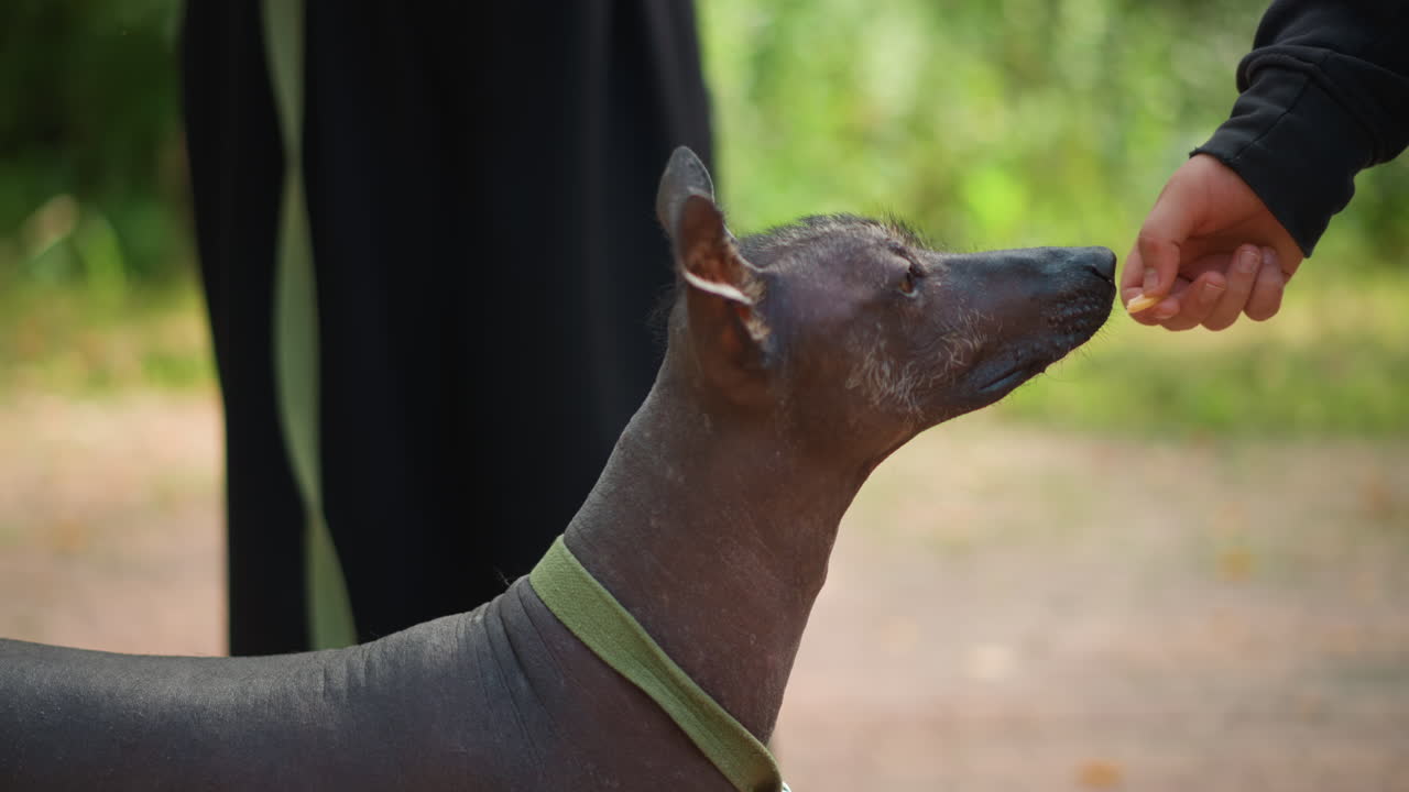 Closeup Of Human Animal Companionship Outdoors, Touching Moment With Boy And Hairless Dog In Nature Setting, Tender Scene Capturing Boy Feeding Hairless Dog Amidst Lush Park Surroundings