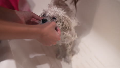 el perro tomando un baño.