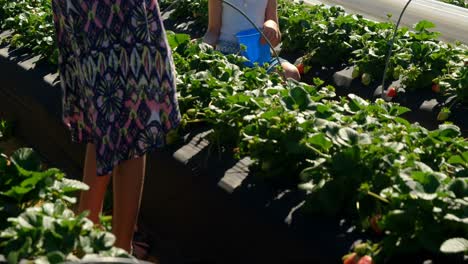 girls interacting with each other while plucking strawberries 4k