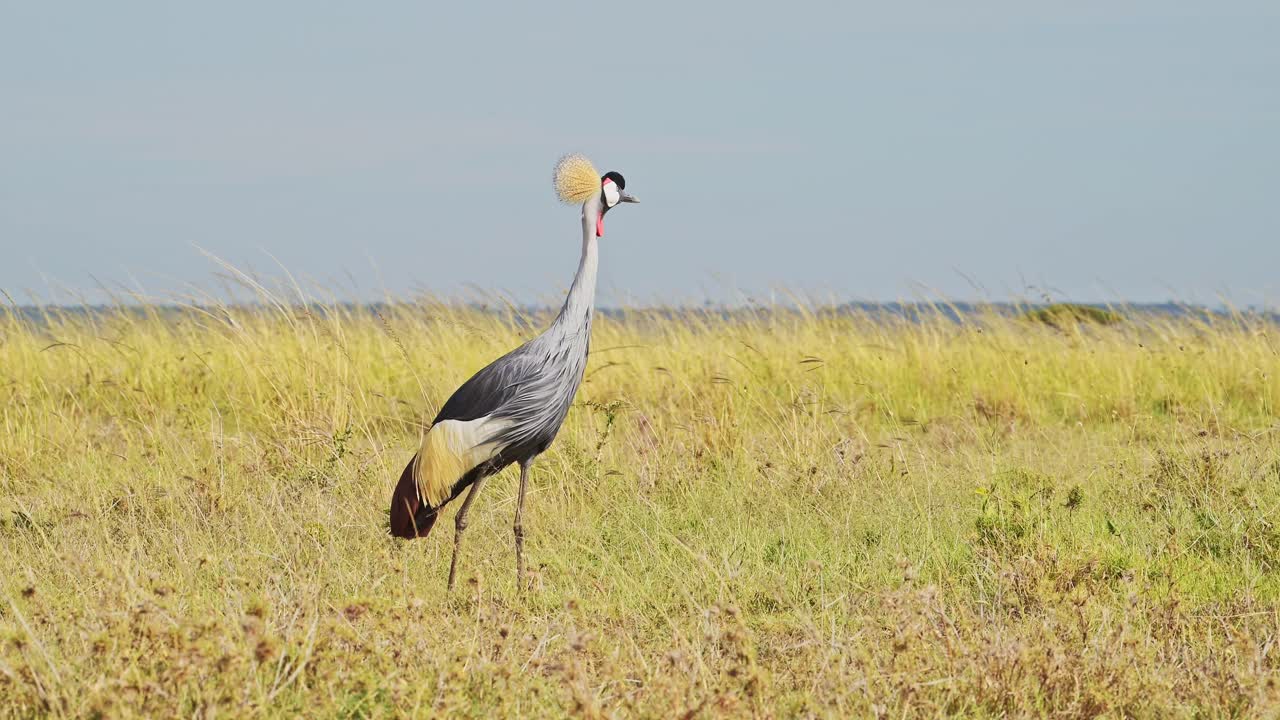 tomada en cámara lenta de la grúa coronada gris observando a través de las llanuras vacías y ventosas de la reserva nacional masai mara, kenia, áfrica aves de safari en la conservación norte de masai mara