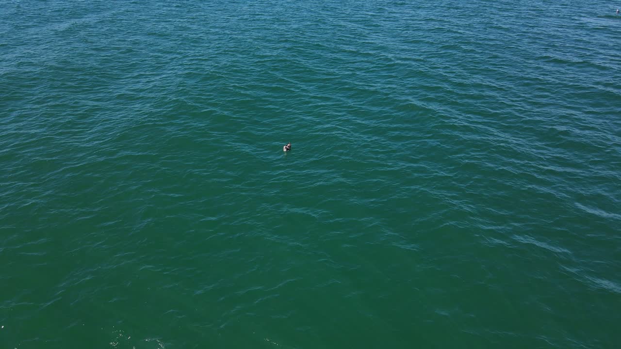 Seabird Float And Swim At Open Waters Of Blue Ocean During Summer