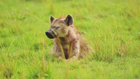 slow motion shot of close up african wildlife shot of hyena with part of a kill in maasai mara national reserve, kenya ecosystem, africa safari animals in masai mara north conservancy