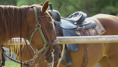 Caballos-Atados-En-El-Campamento-De-Verano