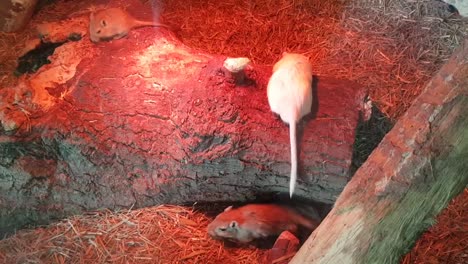 ratones jerbos mongoles jugando y corriendo