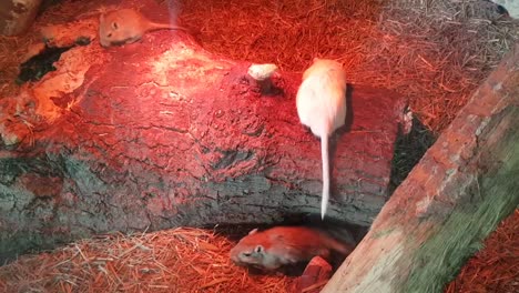 mongolian gerbil mouses playing and running around