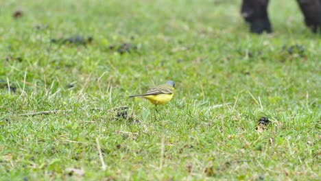 Yellow-wagtails-between-sheep-in-pasture-meadow-grass