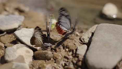 butterflies on rocks by water
