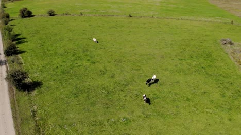 View-over-green-pasture,-cows-walking-on-green-grass,-blue-sky-with-clouds