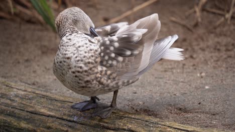 One-Marbled-Duck-Preening-its-Feather-at-Marsh-Shore,-Closeup-Portrait