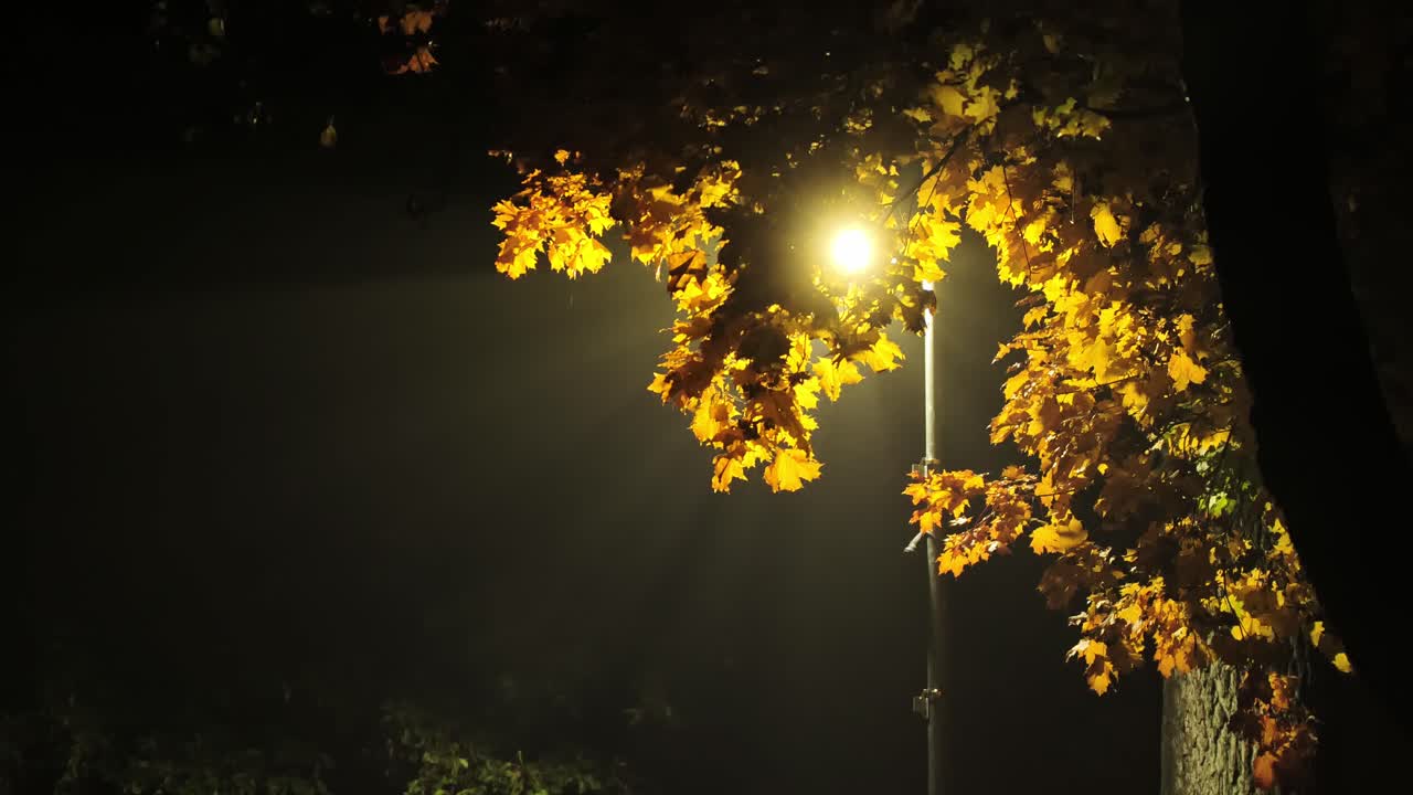 Cena noturna calma de outono com um lampião iluminando a folhagem de bordo em movimento