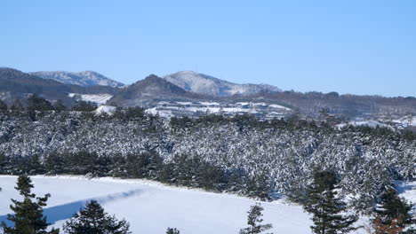 daegwallyeong-myeon snow-capped mountains and spruce forest covered in snow on sunny day, pyeongchang county, south korea - aerial pan