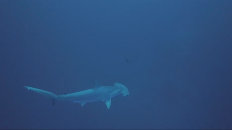 hammerhead shark swims close then away into blue