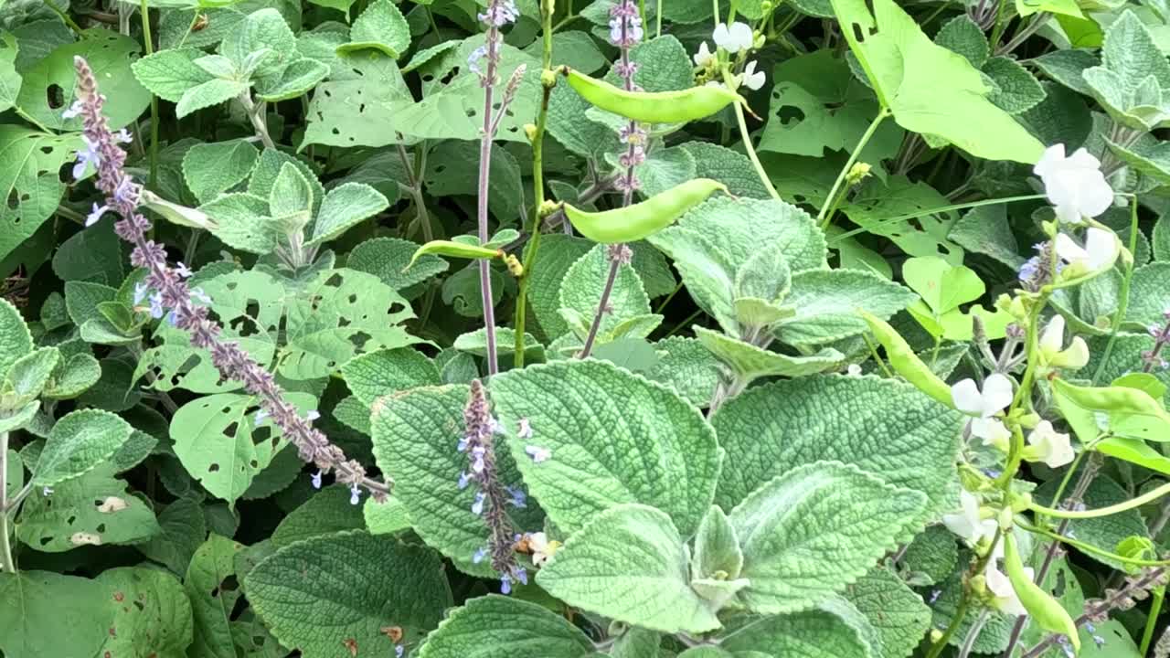 Close-up of lush green leaves and purple stems with small white flowers in a natural setting.