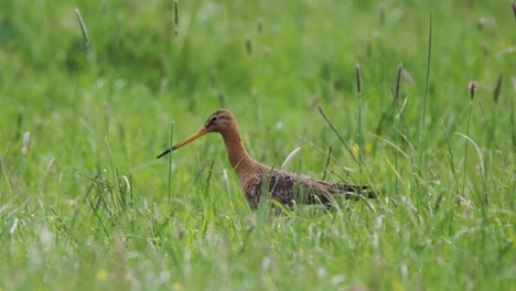 Grutto-Vogel-Mit-Langem-Schnabel-Sucht-An-Windigen-Tagen-Auf-Einer-Grünen-Naturwiese-Nach-Nahrung