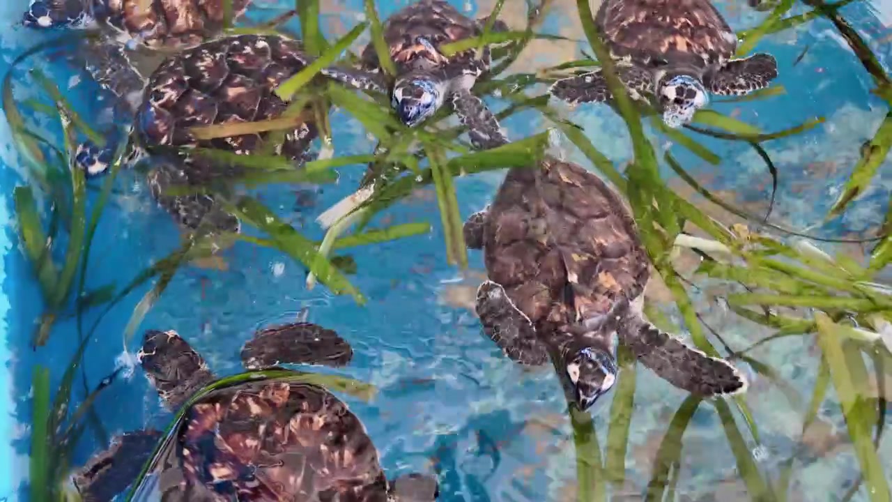 Young sea turtles swimming and feeding on seagrass in a natural reserve pool