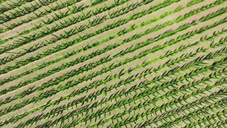 top-down shot of a large field of hops growing in a field in the countryside