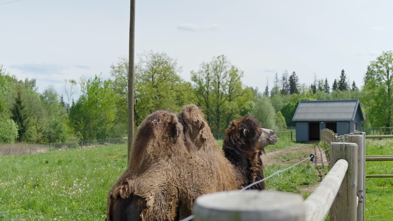 Camel walking in zoo near fence, green landscape