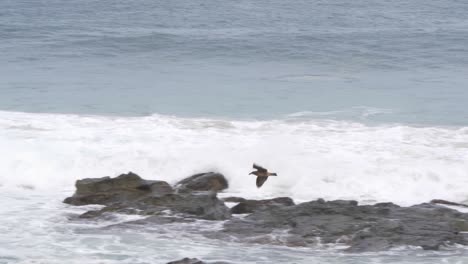 a slow motion shot tracking an albatross as it fly's past surfers out in the water along the coastline