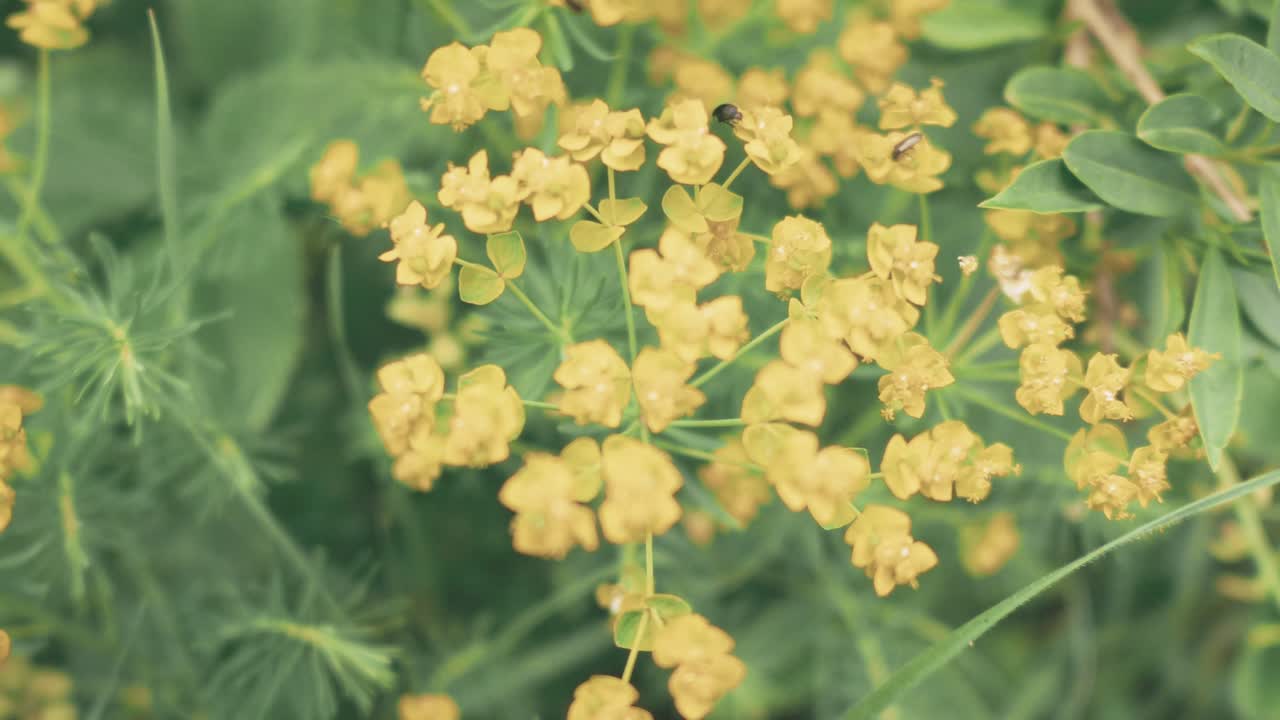 Primo piano di piccoli fiori selvatici gialli che sbocciano in un ambiente naturale esterno.