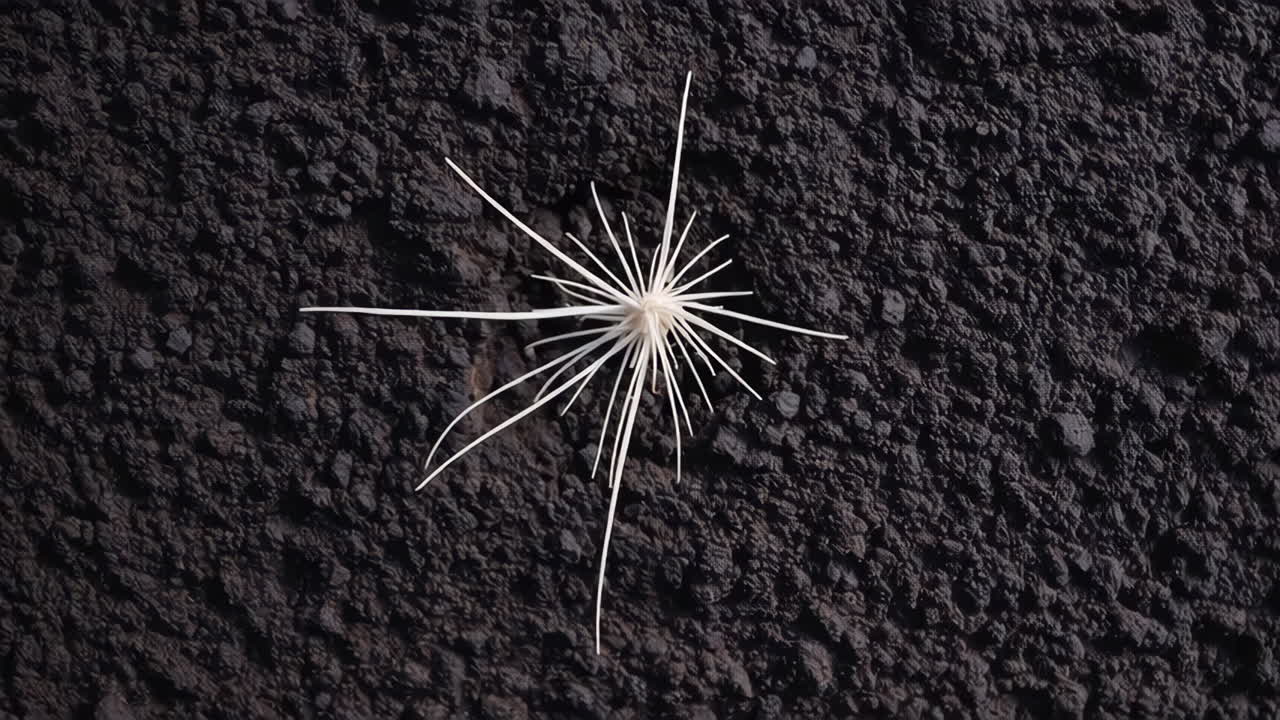 White Sea Urchin Fragment on Dark Soil